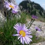 Aster alpinus Blomst