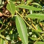 Salix euxina Leaf