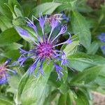 Centaurea montana Λουλούδι