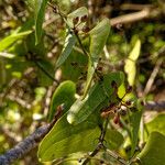 Smilax aspera Likasa