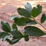 Terminalia ivorensis Yaprak
