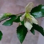Clematis cirrhosa Flor