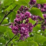 Syringa persica Λουλούδι