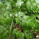 Conium maculatum Leaf