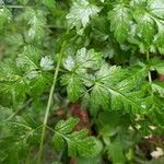 Conium maculatum Leaf