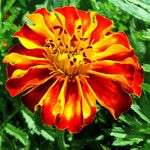 Tagetes erecta Квітка