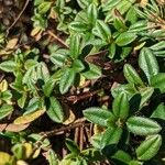 Helianthemum nummularium Leaf