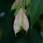 Staphylea trifolia Fruit