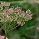Seseli annuum Frucht