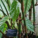 Begonia maculataHabit