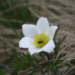 Anemone alpina Flower