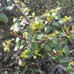 Rhamnus crocea Агульны выгляд