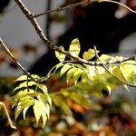 Fraxinus excelsior Fuelha