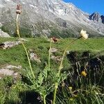 Pulsatilla alpina Hábito