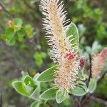 Salix glauca 花