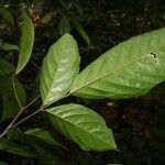 Poecilanthe hostmannii Hoja
