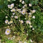 Erigeron annuusFloare