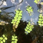 Salvinia natans Leaf