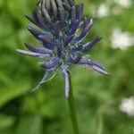 Phyteuma betonicifolium Flor