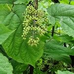 Aralia racemosa Gyümölcs