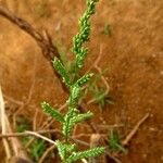 Brachiaria lata Flor