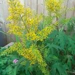 Solidago odora Λουλούδι