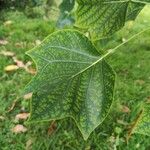 Liriodendron tulipifera Blatt