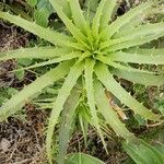 Dyckia encholirioides Hoja