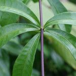 Mandevilla hirsuta List