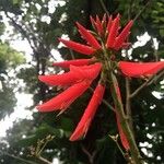 Erythrina corallodendrum Cvet