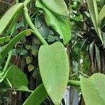 Vanilla planifolia Lehti