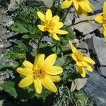 Arnica latifolia অভ্যাস