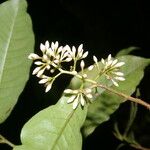 Ardisia guianensis 花