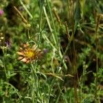 Tragopogon crocifolius Elinympäristö