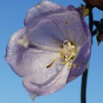 Adenophora liliifolia Flower