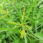 Cyperus iria Levél