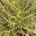Satureja cuneifolia Hábitos