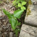 Trillium cernuum Leaf