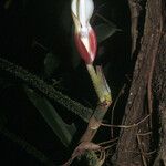 Philodendron squamiferum Kvet