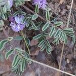 Astragalus micranthellus Лист