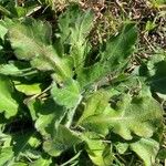 Erigeron quercifolius Blad