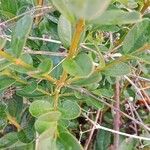 Buxus sempervirens പുറംതൊലി