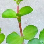 Peperomia rotundifolia Hoja