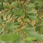 Acacia longifolia ഇല