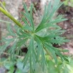 Aconitum napellus Blad