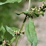 Rumex conglomeratus Blatt