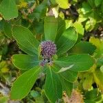 Leucospermum cordifolium Õis