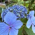 Hydrangea serrata Кветка