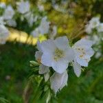 Polemonium carneum Fiore