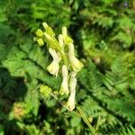 Aconitum krylovii Flower